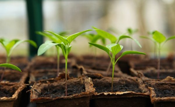 Serres de Jardin en Bois
