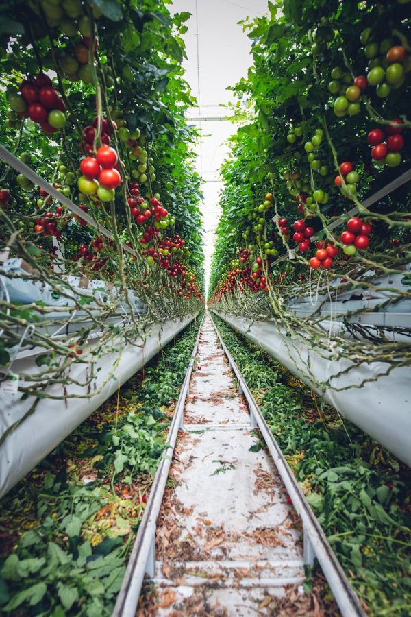 5 façons innovantes de créer une atmosphère intime et relaxante avec votre jardin d’hiver