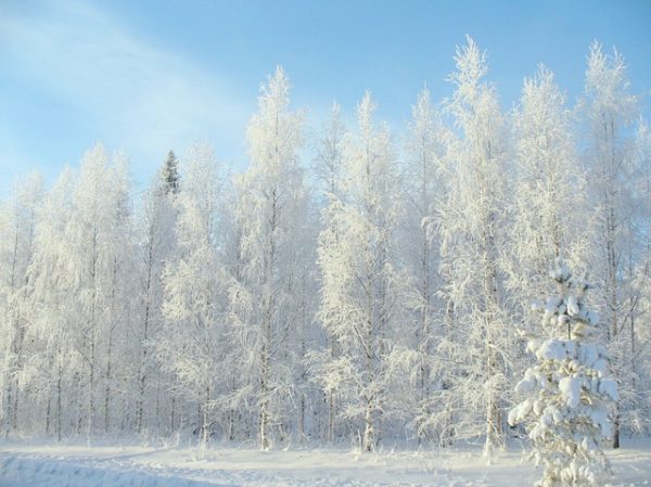 Pourquoi un plan de construction « Jardin d&rsquo;Hiver » ?