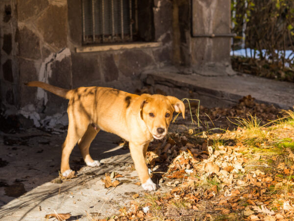 Créer un jardin d&rsquo;hiver en appartement : les meilleures plantes à choisir