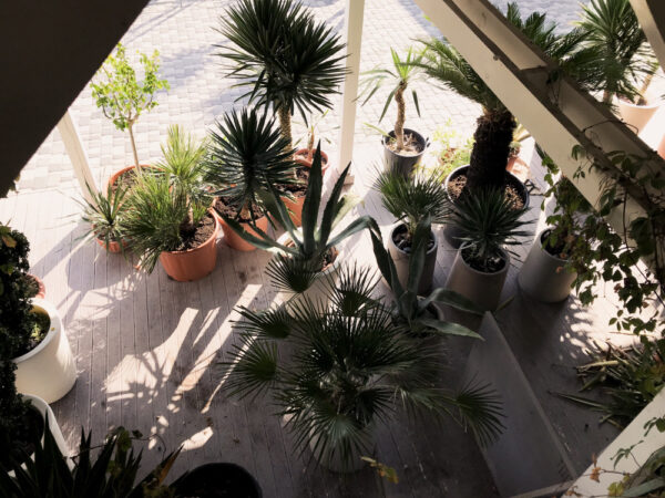 Créer un jardin d&rsquo;hiver en appartement : les indispensables pour une oasis de verdure