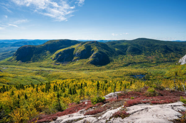 Créer un jardin d&rsquo;hiver en appartement : les plantes idéales pour un cocon végétal