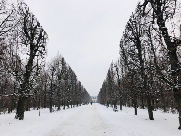 Créez un havre de verdure : sélection des plantes pour un jardin d&rsquo;hiver en appartement