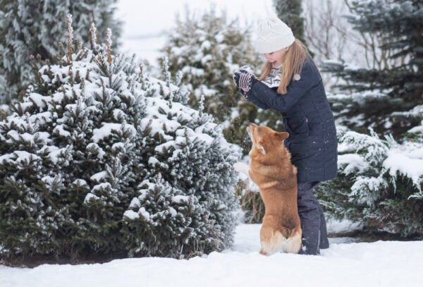 Créer un jardin d&rsquo;hiver enchanteur en appartement : comment choisir les plantes idéales