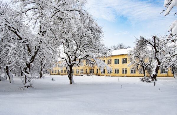 Créer un jardin d&rsquo;hiver en appartement : les meilleures plantes à choisir