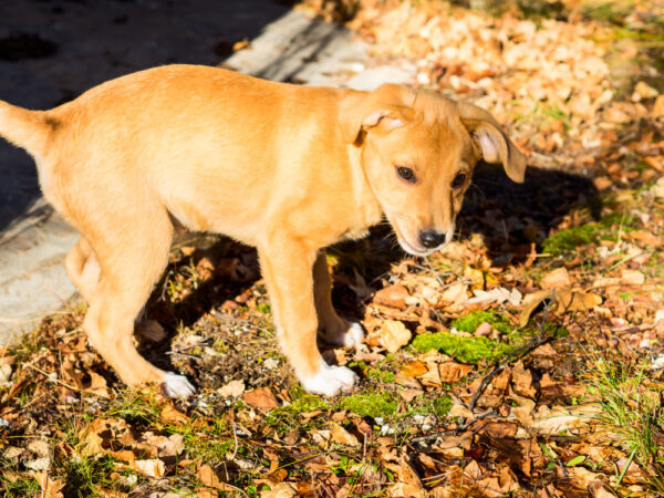 Créer un jardin d&rsquo;hiver en appartement : sélection de plantes adaptées