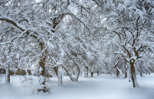 Créer un jardin d&rsquo;hiver en appartement : les meilleures plantes à choisir