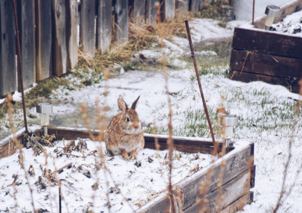 Créer un jardin d&rsquo;hiver en appartement : les meilleures plantes à choisir