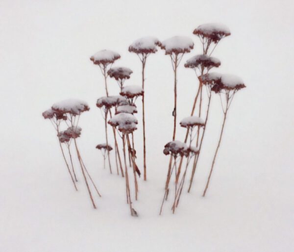 Créer un jardin d&rsquo;hiver en appartement : les plantes idéales pour embellir votre intérieur